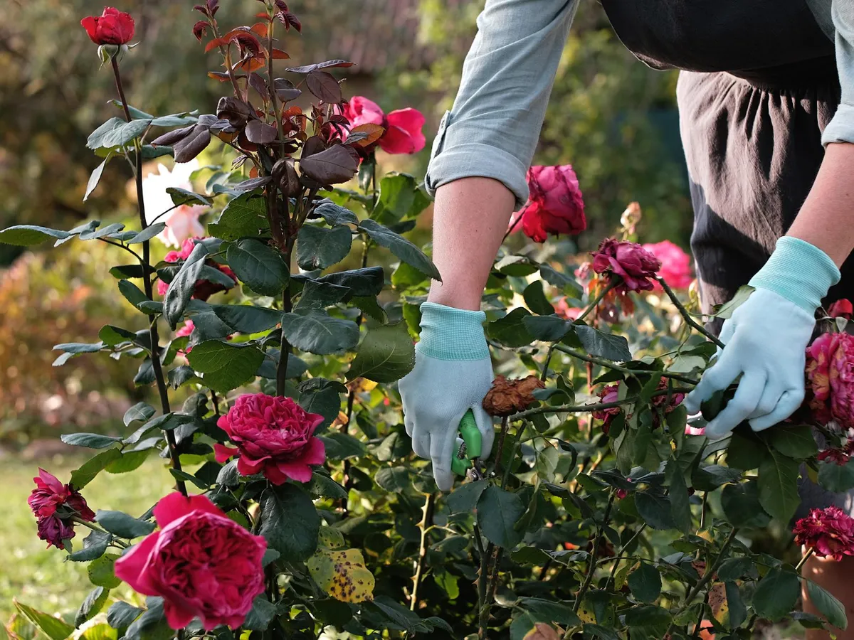Cum să scapi trandafirii în noiembrie de “boala petelor negre”. Frunzele netratate se îngălbenesc și cad