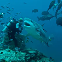 O turistă din SUA a fost ucisă de un rechin taur în timp ce făcea snorkeling în Bahamas - FOTO: Profimedia