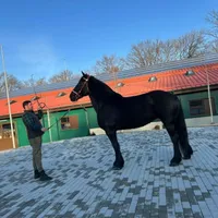 Iapă unică în țară, rasă pură, la baza hipică a USV Iași - Foto: ZdI