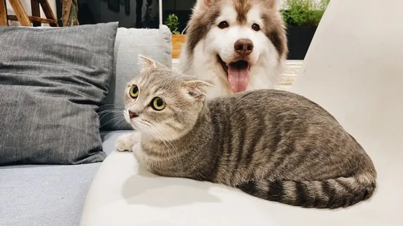 Animalele de companie pot fi testate pentru coronavirus în Coreea de Sud/FOTO: unsplash.com