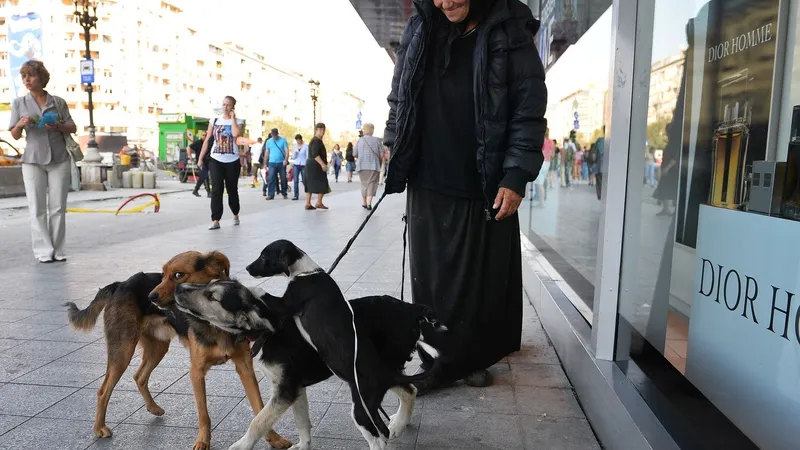Veste minunată, dar cu reguli clare. Ce trebuie să facă cei care au animale, dacă vor cu ele în STB