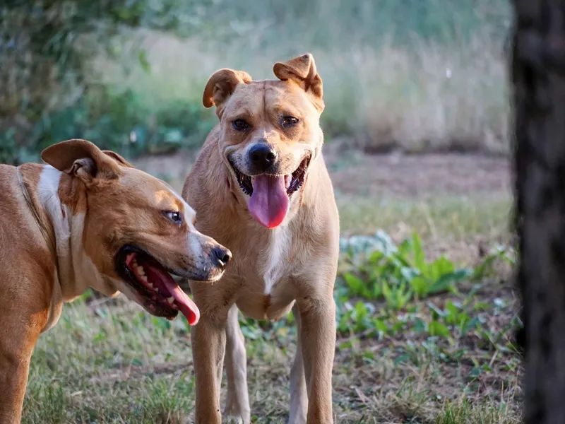 Tânără atacată de un câine Amstaff, rănită în zona abdomenului. Unde s-a întâmplat - Foto: Profimedia images - Caracter ilustrativ