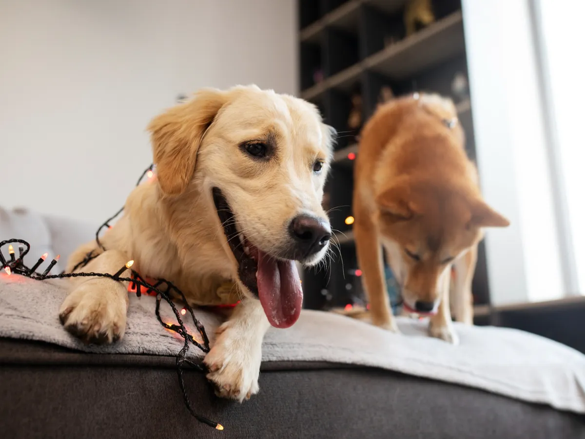 Ce electrocasnice să scoți întotdeauna din priză înainte să pleci din casă. Sunt un pericol pentru animale