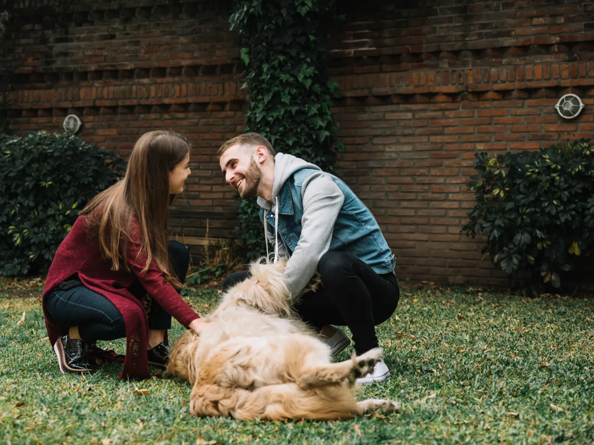 Câți câini ai voie să ții în curte? Microciparea și vaccinarea sunt obligatorii pentru animale