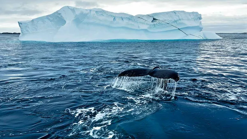 O balenă cu cocoașă își arată coada înainte de o scufundare profundă în Antarctica