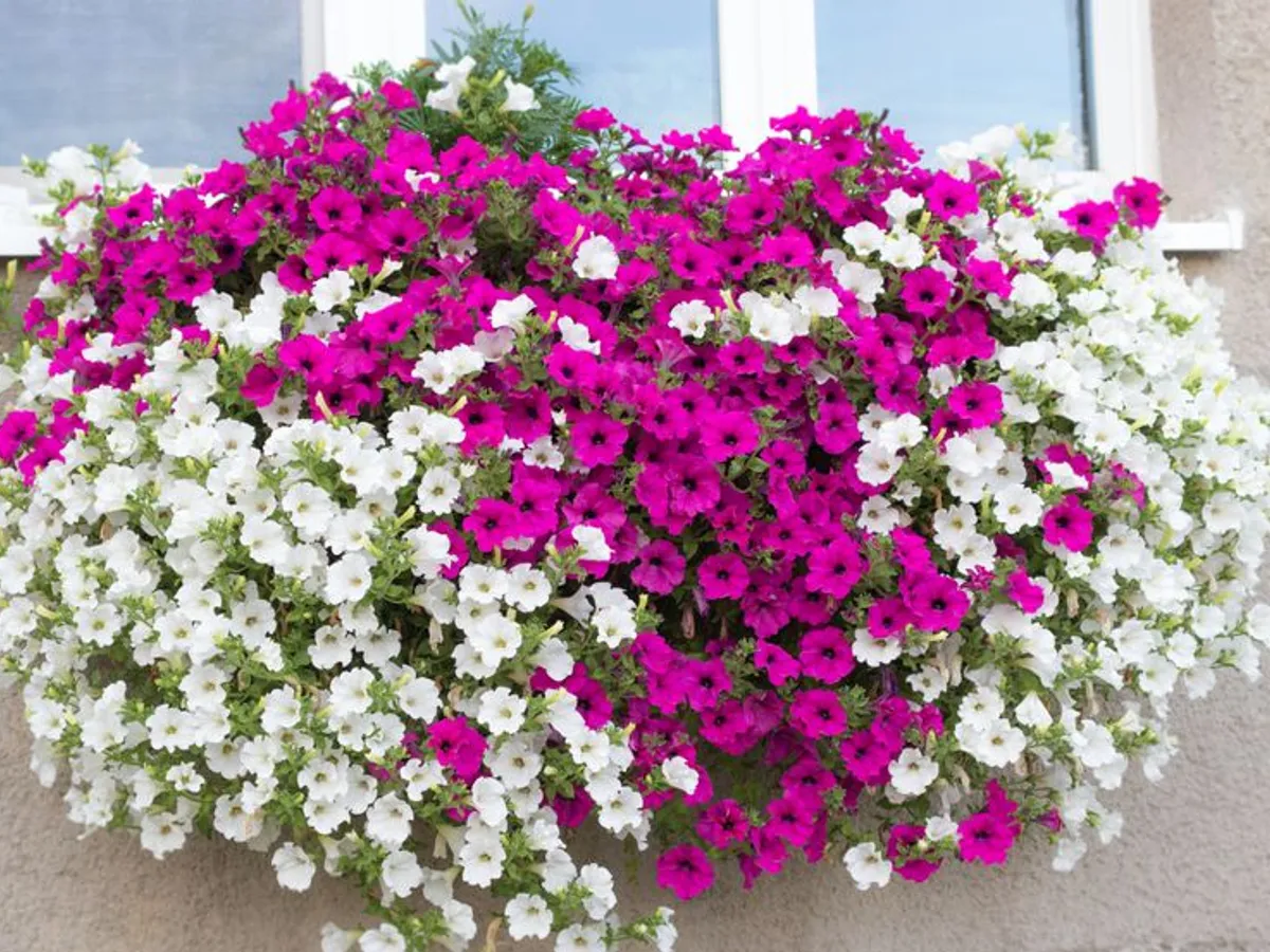Petunii Foto: Shutterstock (imagine cu rol ilustrativ)