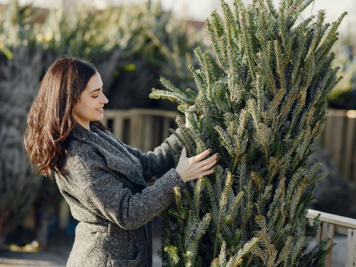 Motivul pentru care trebuie să speli bradul de Crăciun înainte de a-l împodobi. Ce se întâmplă dacă nu?