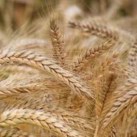 Forțele ruse au furat 400.000 de tone de cereale, dar și utilaje agricole din Ucraina/foto: pexels