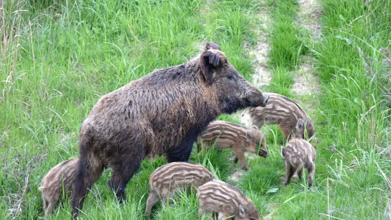 Guvernul Dăncilă vrea să împuște toate animalele sălbatice din zonele unde au fost găsiți mistreți bolnavi de pestă porcină. FOTO: Emil Todorov/SOR
