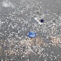 Ce amedă riști dacă scuipi semințe pe stradă. / Foto: obiectivbr.ro