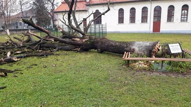 „Gorunul lui Zian”, plantat de Arsenie Boca în liceu, la Brad, s-a prăbușit din senin. / Foto: news.ro