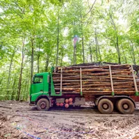 Camion încărcat cu bușteni tăiați din pădure/FOTO: WWF
