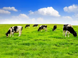 Foto: Crescătorul de vaci va primi sume importante de  la stat Sursa: Freepik
