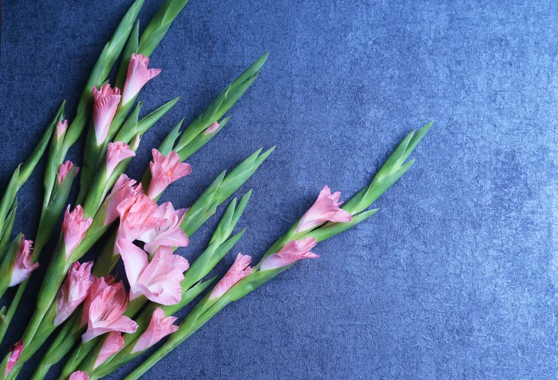 Gladiolă Foto: Freepik (imagine cu rol ilustrativ)