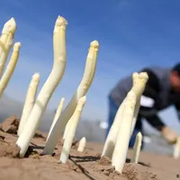 Sezonier român în Germania: „Muncă multă, drepturi puţine"