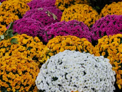Crizanteme Foto: Pexels (imagine cu rol ilustrativ)