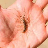 O insectă ciudată și înfricoșătoare se răspândește tot mai mult. Are gheare otrăvitoare - Foto: 24garten.de