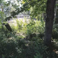 Locurile de joacă de altă dată au fost înghițite de vegetația sălbatică