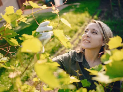 Când e momentul perfect pentru stropirea viței de vie? Trebuie să nu fie înflorită. Cu câte zile înainte? - Foto: Freepik (Imagine cu rol ilustrativ)