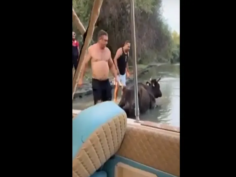 Vaca, blocată trei zile în nămol, salvată de turiști / tulceanoastra