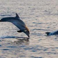 Turiștii au înotat cu delfinii, pe litoralul românesc - Foto: Profimedia Images/ Imagine cu caracter ilustrativ