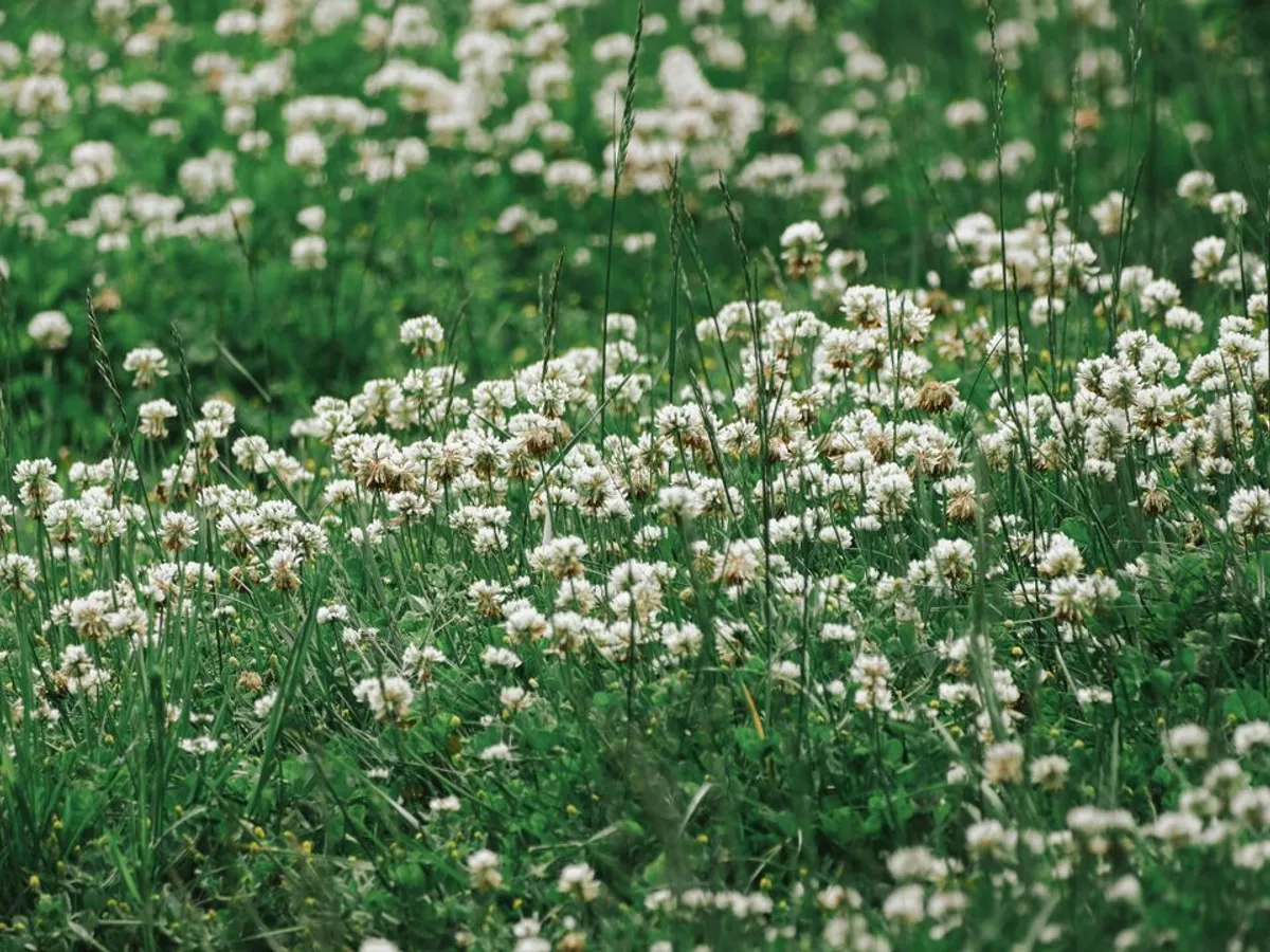 Trifoi alb Foto: Pexels (imagine cu rol ilustrativ)