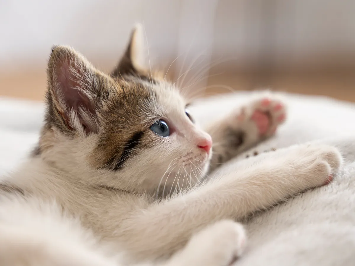 Tot mai multe pisici fără adăpost – de ce populația este în plină expansiune. Care este explicația?