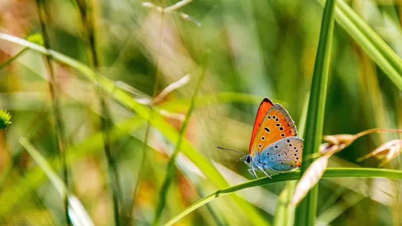 A fost descoperită o specie rară și extrem de frumoasă de fluture în România. Este multicolor foto: Facebook/ RNP Romsilva