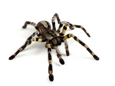 Paianjen Foto: Freepik (imagine cu rol ilustrativ)