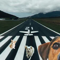 Cum a reușit un câine să împiedice aterizarea unui avion. A fost alergat de angajați pe pistă  - Foto: Global Voice / imagine cu caracter ilustrativ
