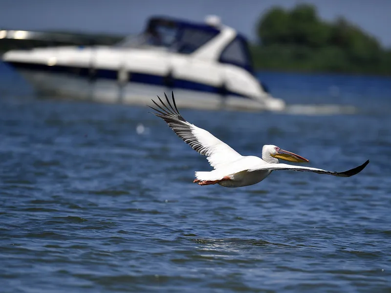 Delta, ocupată aproape 100% de turiști, de Rusalii, în ciuda prețurilor: 2.000 lei/persoană/3 zile. / Foto: Inquam Photos / Alex Nicodim