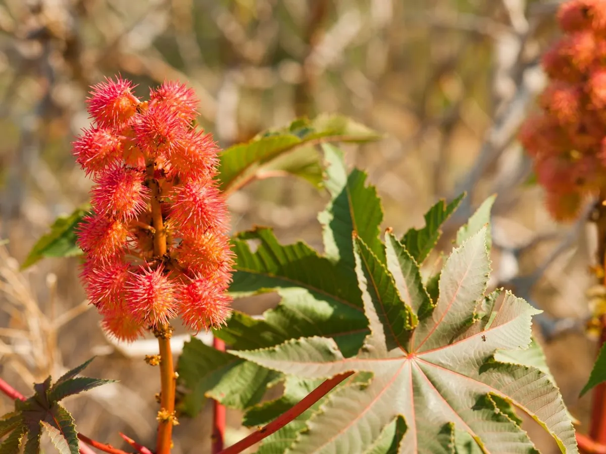 Ricinus - Foto: Profimedia