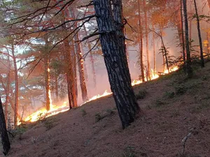 Incendiu pe coasta Mării Negre, în apropierea unui palat al lui Putin - Foto: Profimedia Images