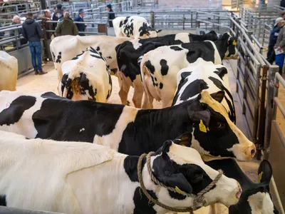 Vaci - Foto: Profimedia Images (Imagine cu rol ilustrativ)