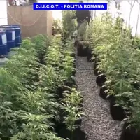 Tânăr prins cu plantație de cannabis în casă. Cu ce pedeapsă s-a ales de la anchetatorii DIICOT - Foto: DIICOT / IMAGINE CU CARACTER ILUSTRATIV
