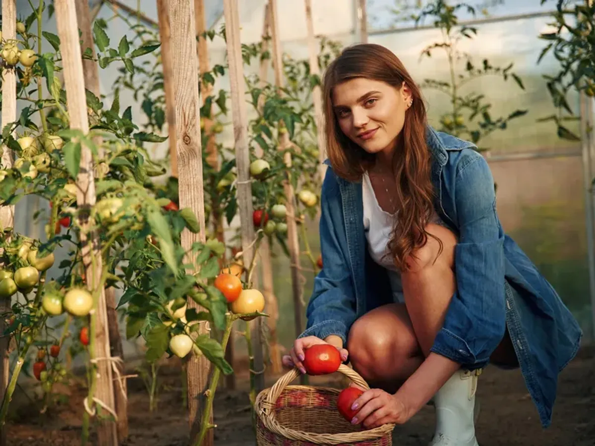 Nutrientul care întărește plantele de roșii și previne bolile.