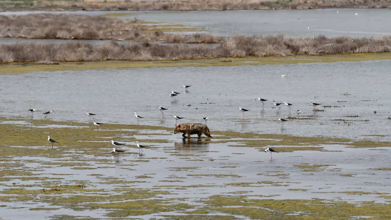 Delta Dunării, invadată de șacali aurii. Vânătorii primesc autorizație să extragă 350 de exemplare - Foto: Facebook/ARBDD - Administratia Rezervatiei Biosferei Delta Dunarii