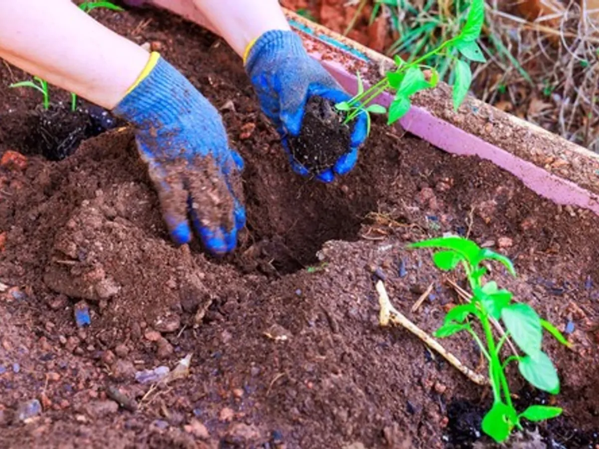 Grădinarii pricepuți pun asta într-o groapă în pământ înainte de a planta roșii. Trucul garantează recolta