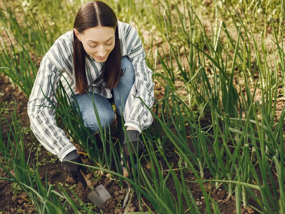 Ce culturi să plantezi în septembrie pentru o recoltă bogată anul viitor. Patru legume care rezistă bine