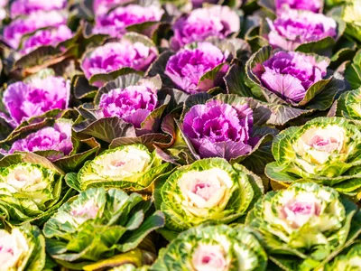 Varză ornamentală - Foto: Magnific.com (Imagine cu rol ilustrativ)