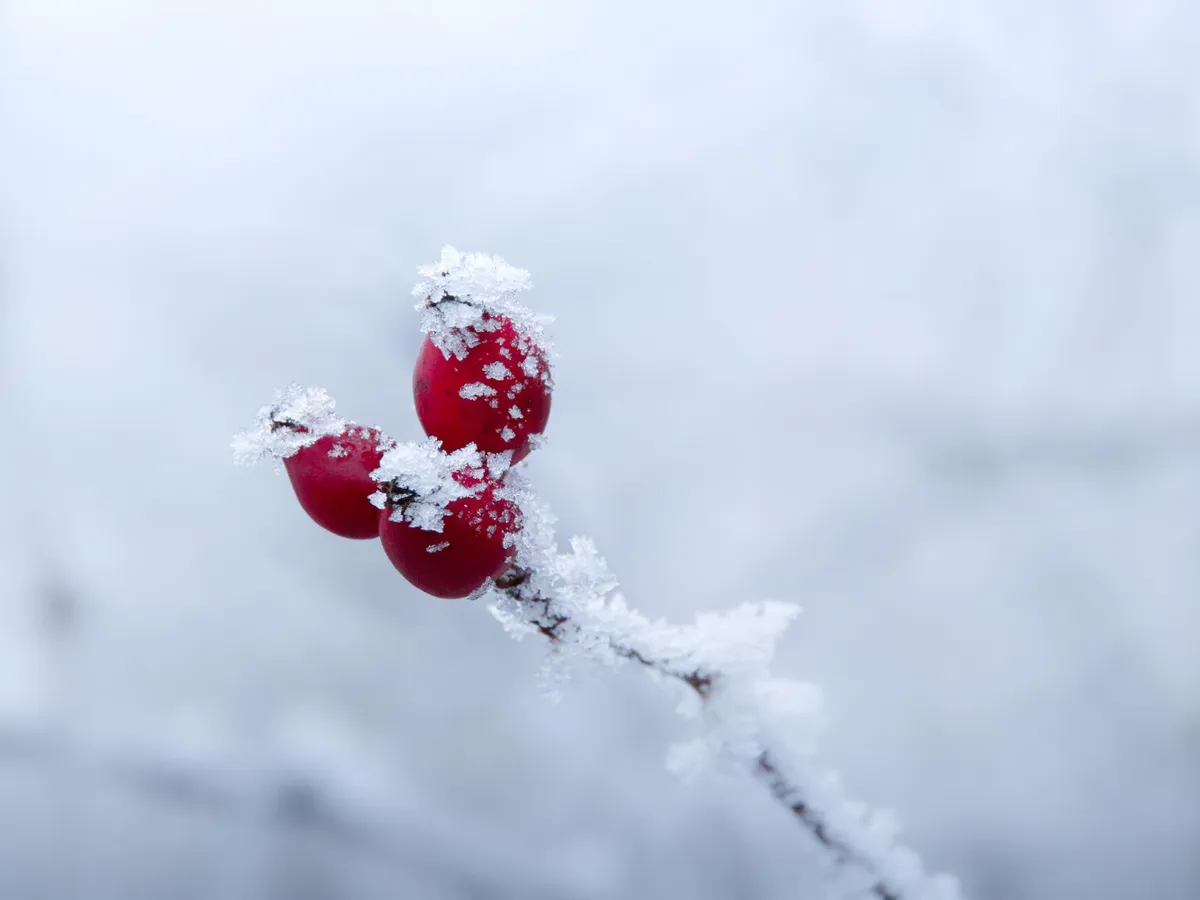 Stare de urgență din cauza gerului. Front de furtună de 3.200 km lungime – milioane de oameni amenințați