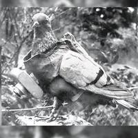 Cher Ami, porumbelul erou care a salvat 197 de soldați de la moarte. Mesajul secret lipit de picior