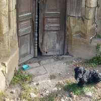 Patrupedul care își așteaptă de 3 ani stăpânul să se întoarcă. Stă în poarta unei biserici părăsite - Foto: Observator