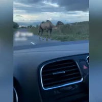Ce a apărut în miezul zilei pe străzile din Cluj. Șoferii au tras pe dreapta și au filmat - Foto: Observator