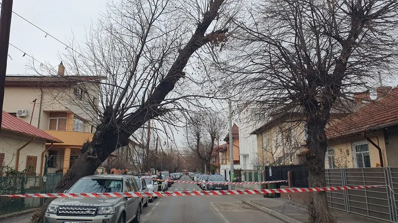 Copac căzut din senin pe o mașină în Sectorul 1 al Capitalei Foto: Newsweek Romania