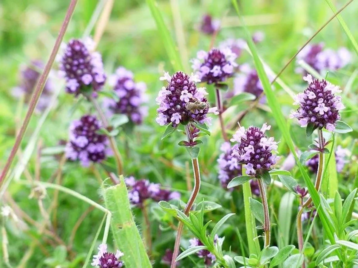 Fonduri 2021 Ajutoare de 1,2 milioane Euro pentru producătorii români de plante aromatice/FOTO: pixabay