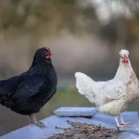 Două găini pe o masă - Foto: Pexels (Imagine cu rol ilustrativ)