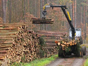 INS: Volumul de masă lemnoasă pe picior vândută în 2020 în România a fost de 9,128 milioane m3. / Foto; mediafax.ro