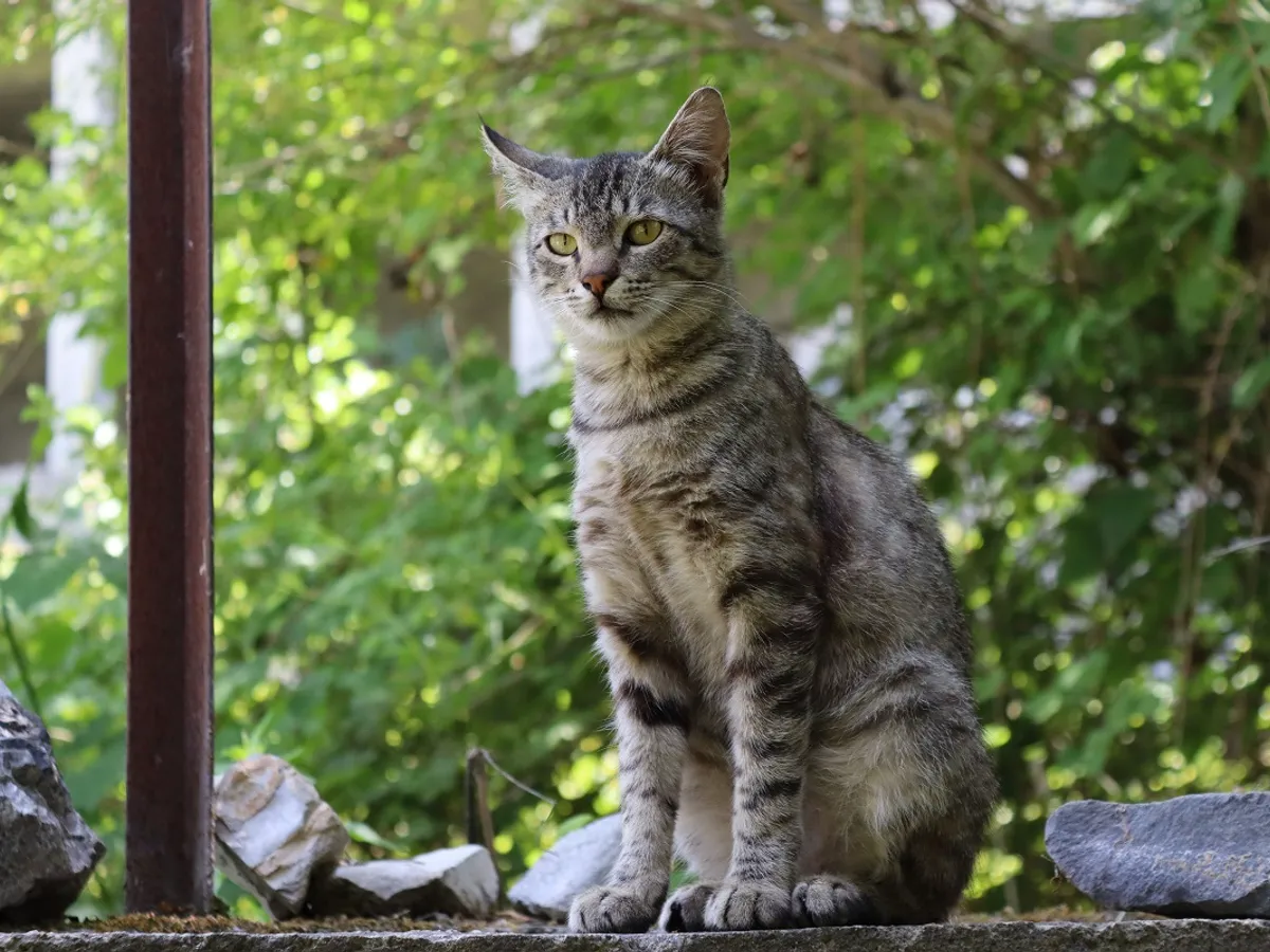 Pisică în sălbăticie - Foto: Pexels (cu rol ilustrativ)