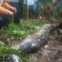 Femeie înghițită de un piton - Foto: Profimedia
